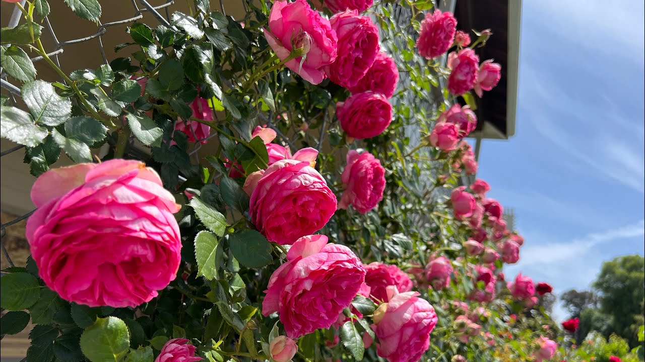 Rose - Climbing - Pretty in Pink Eden