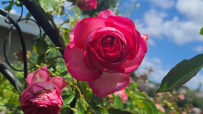 Rose - Climbing - Pretty in Pink Eden