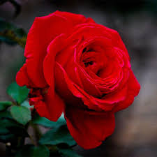 Rose - Hybrid Tea- Proud Land