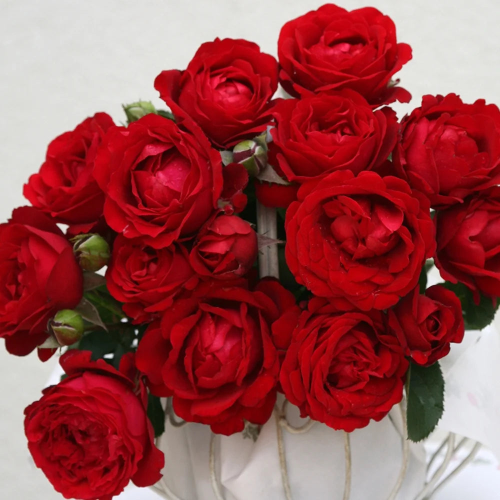 Rose - Hybrid Tea- Proud Land