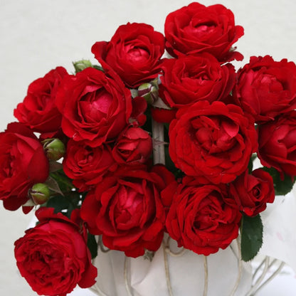 Rose - Hybrid Tea- Proud Land