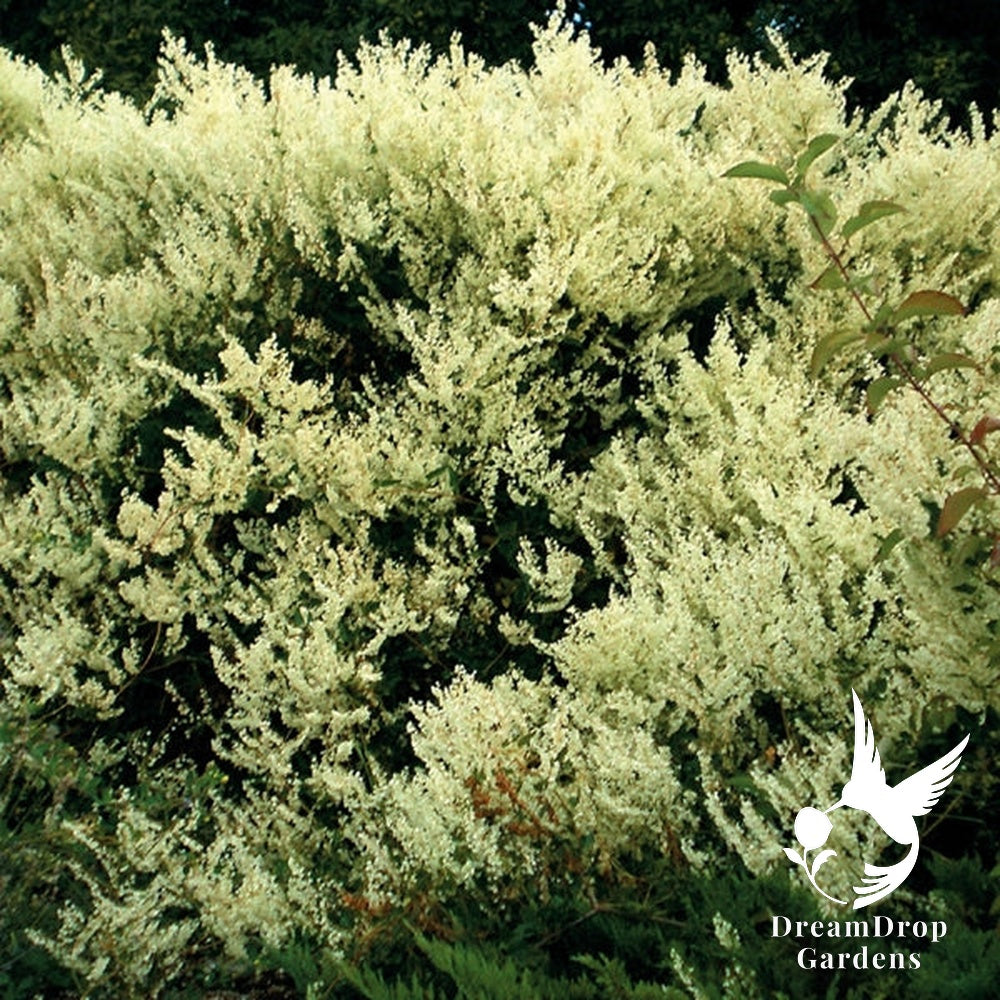 Polygonum - aubertii — DreamDrop Gardens photo 1