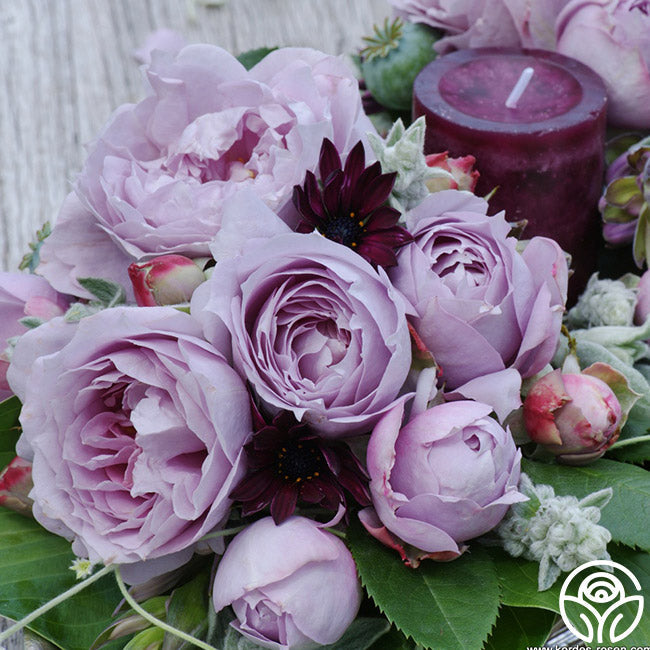 Rose - Poseidon