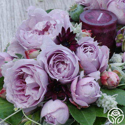 Rose - Poseidon