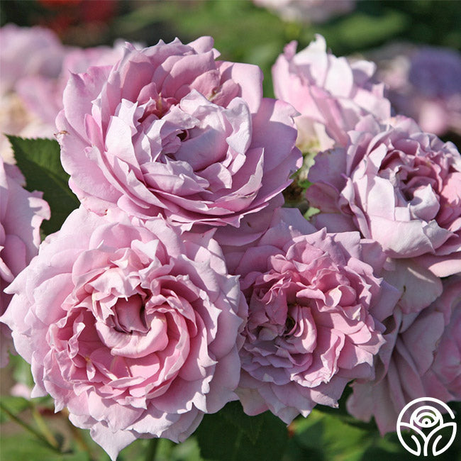 Rose - Poseidon