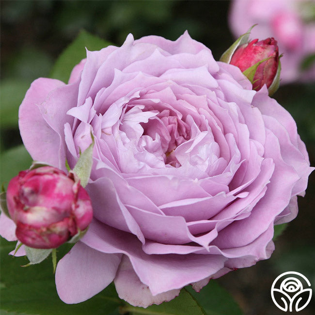 Rose - Poseidon