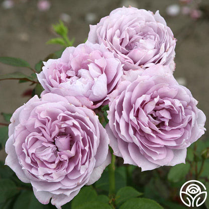 Rose - Poseidon