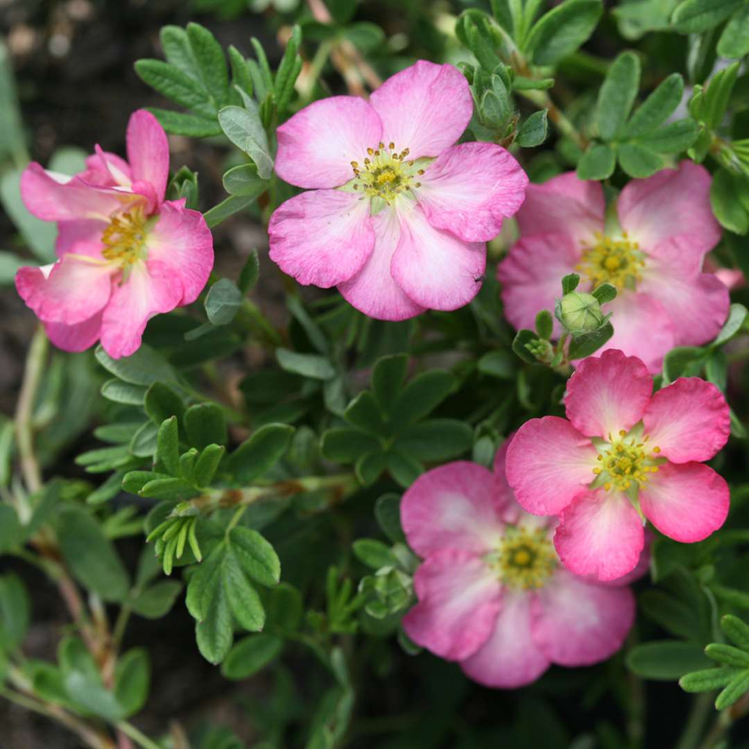 Potentilla - HAPPY FACE HEARTS