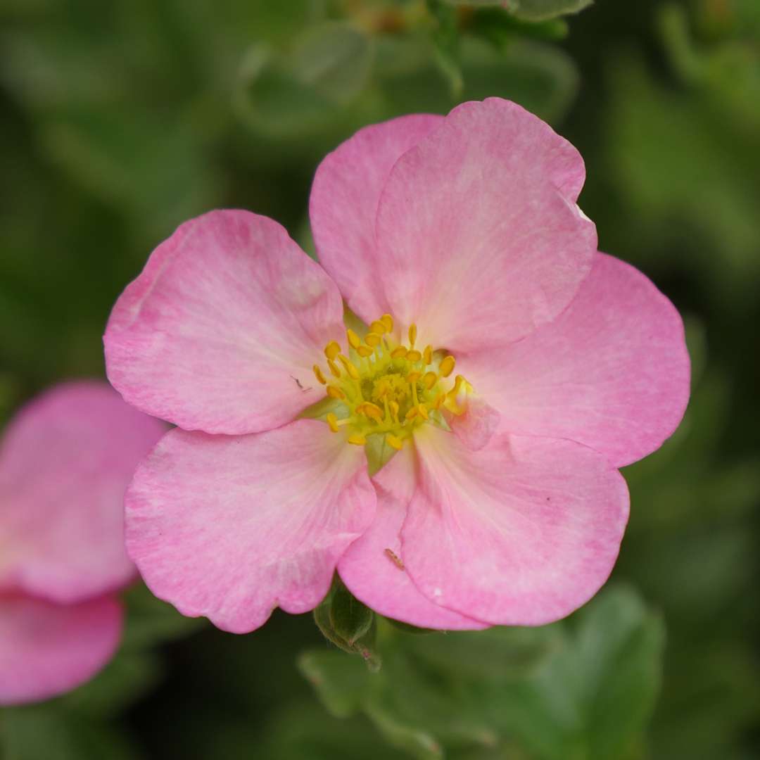 Potentilla - HAPPY FACE HEARTS