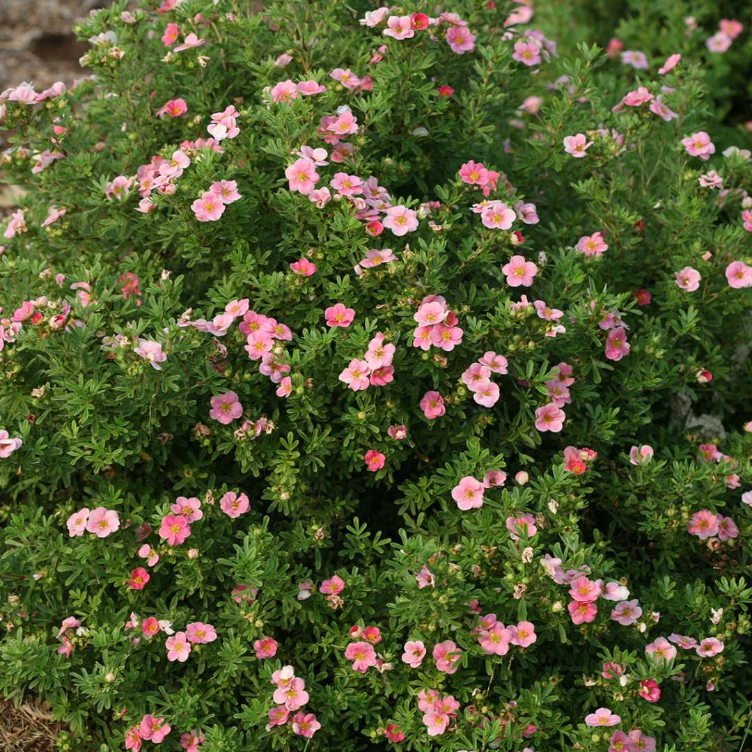 Potentilla - HAPPY FACE Pink Paradise