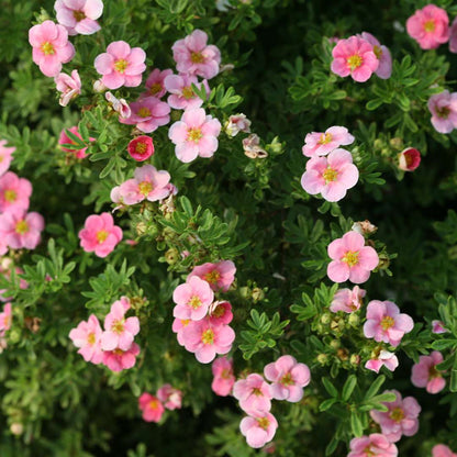 Potentilla - HAPPY FACE Pink Paradise