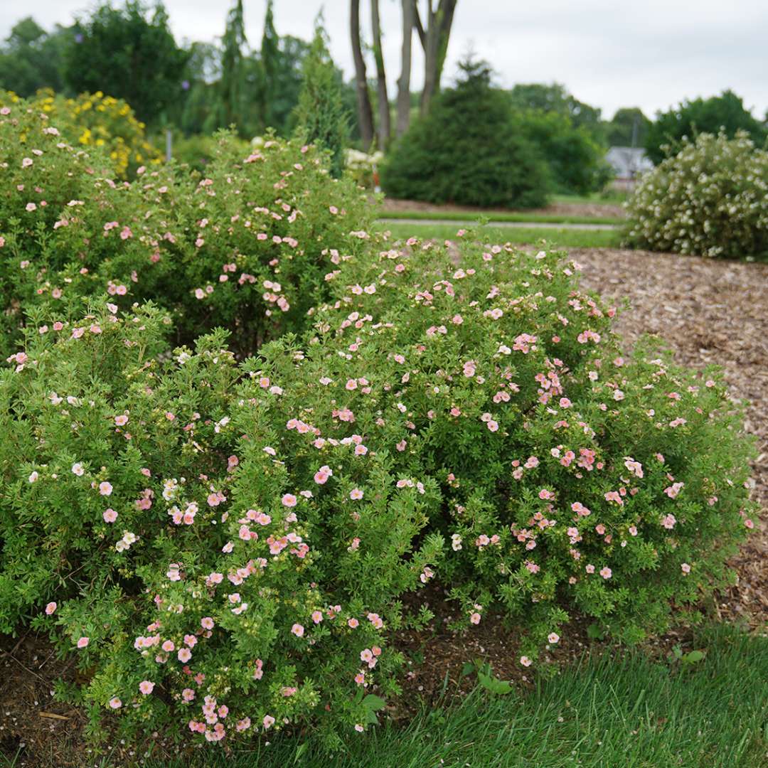 Potentilla - HAPPY FACE Pink Paradise