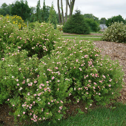 Potentilla - HAPPY FACE Pink Paradise