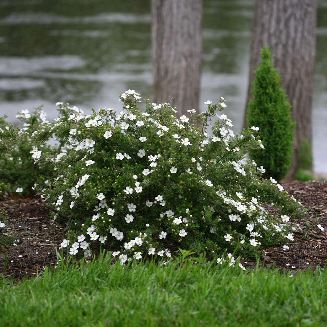 Potentilla - HAPPY FACE White