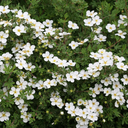 Potentilla - HAPPY FACE White