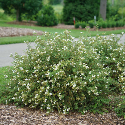 Potentilla - HAPPY FACE White