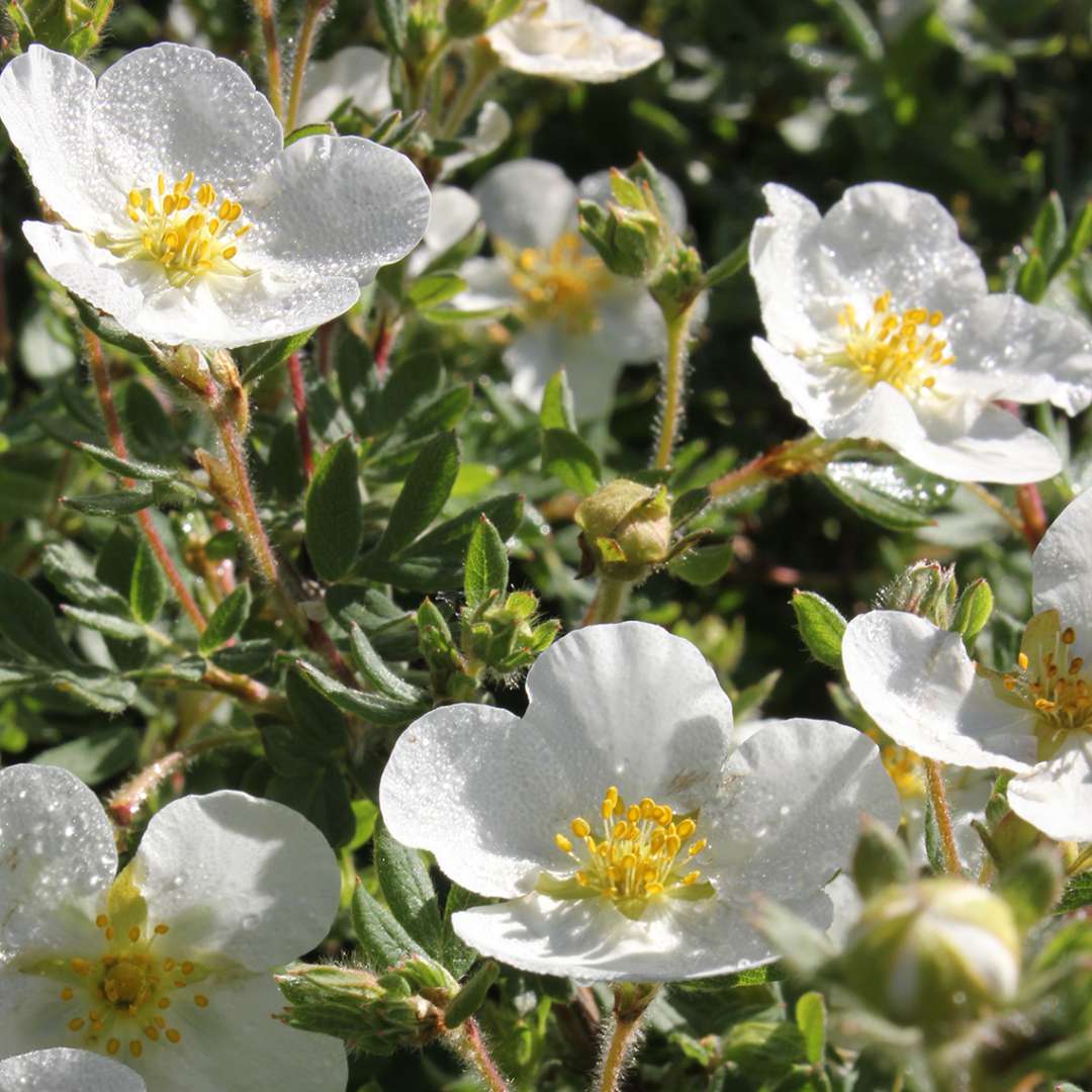 Potentilla - HAPPY FACE White