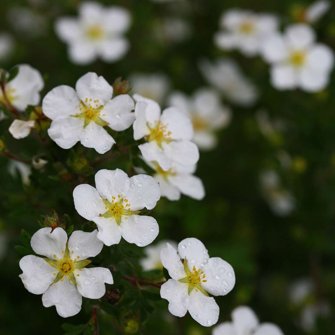 Potentilla - HAPPY FACE White