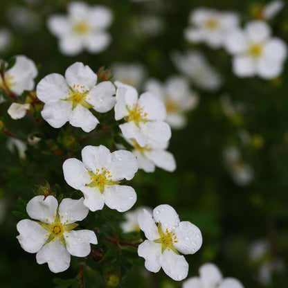 Potentilla - HAPPY FACE White