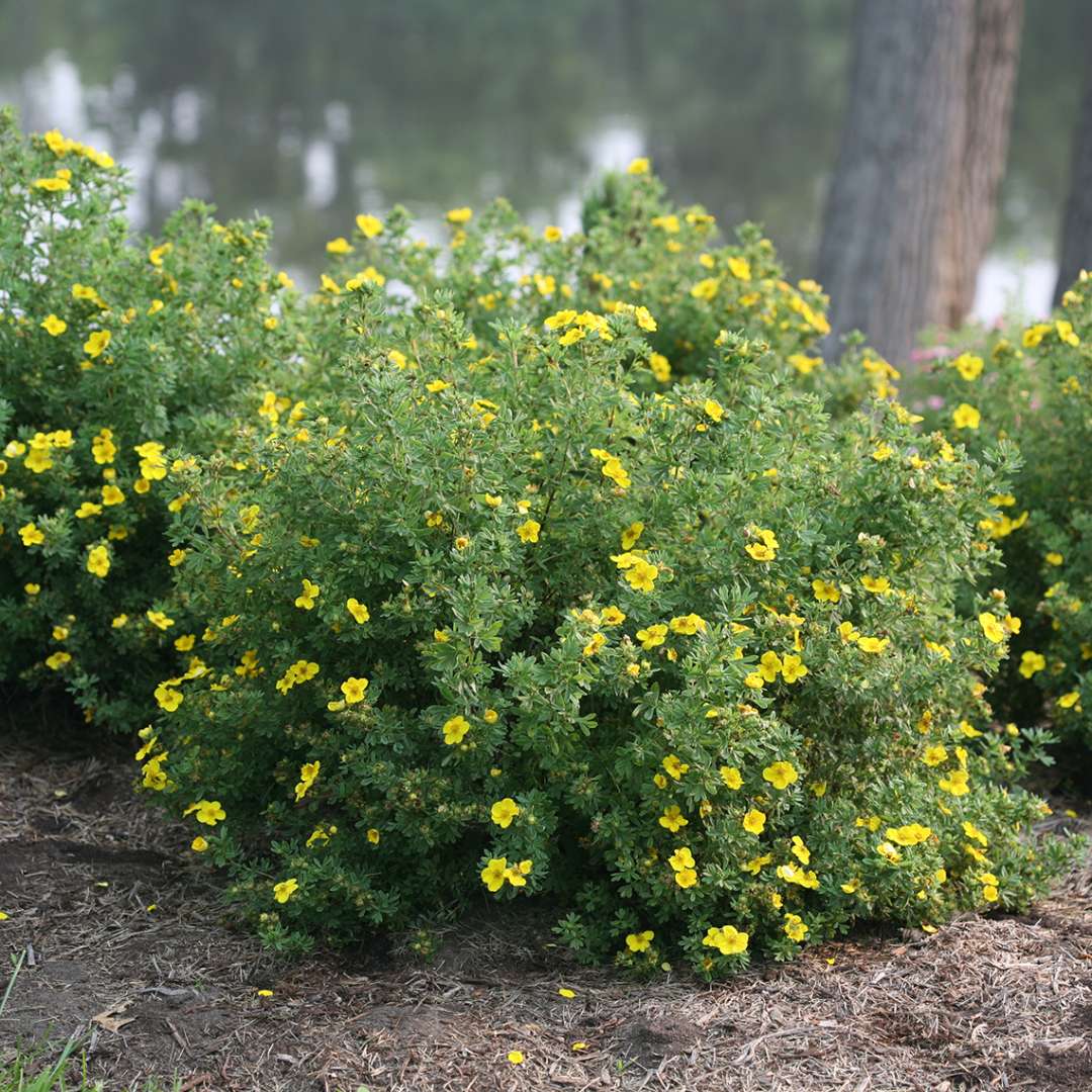 Potentilla - HAPPY FACE Yellow