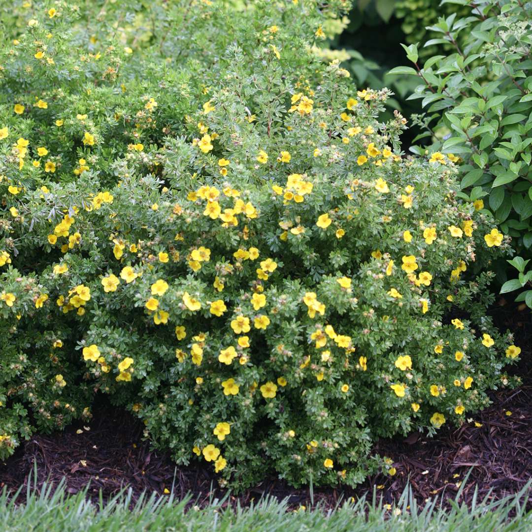 Potentilla - HAPPY FACE Yellow