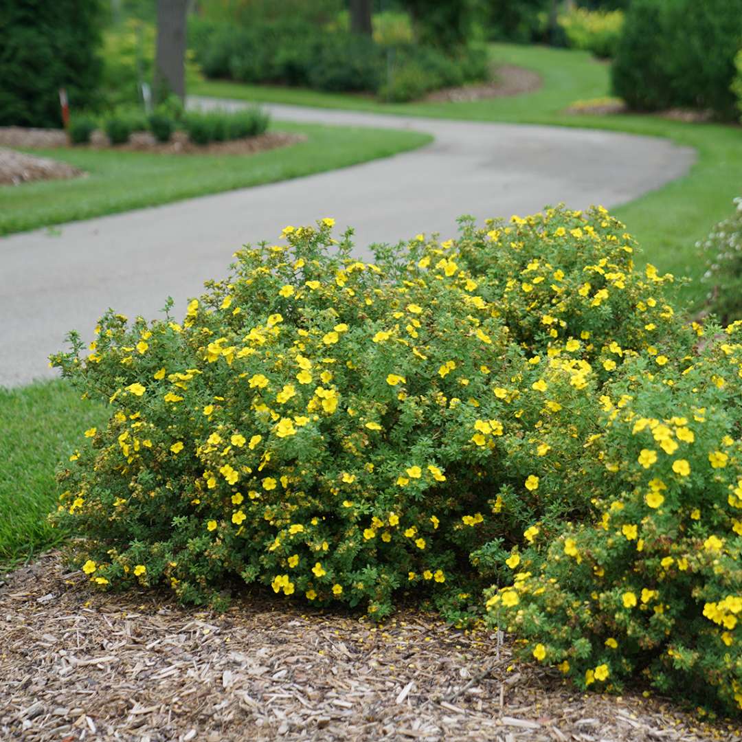 Potentilla - HAPPY FACE Yellow