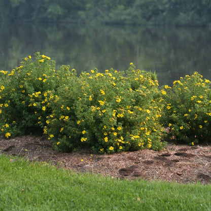 Potentilla - HAPPY FACE Yellow