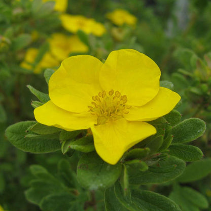 Potentilla - HAPPY FACE Yellow