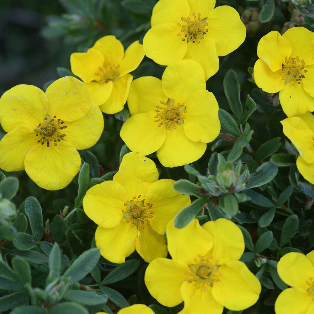 Potentilla - HAPPY FACE Yellow