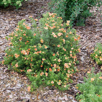 Potentilla - HAPPY FACE Orange