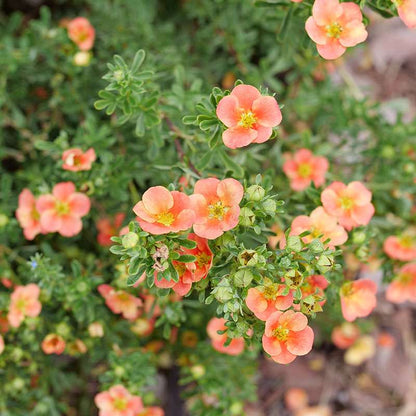 Potentilla - HAPPY FACE Orange