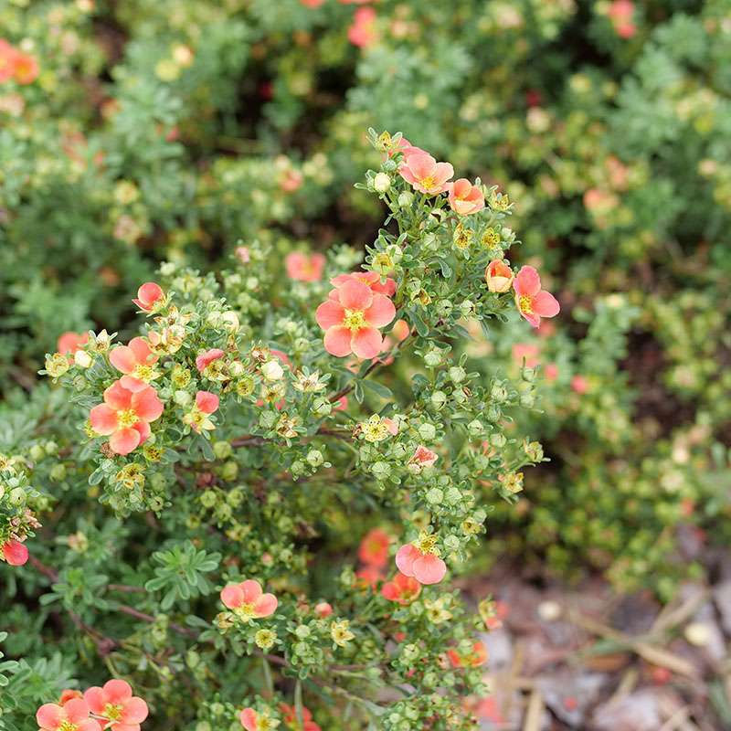 Potentilla - HAPPY FACE Orange