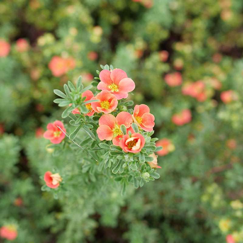 Potentilla - HAPPY FACE Orange