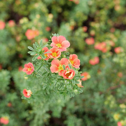 Potentilla - HAPPY FACE Orange