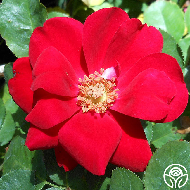 Rose - Preference