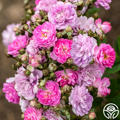 Rose - Pretty Polly Lavender