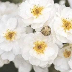 Rose - Pretty Poly White