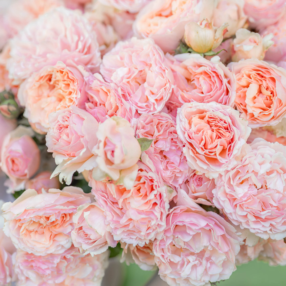 Rose - Princesse Charlene de Monaco