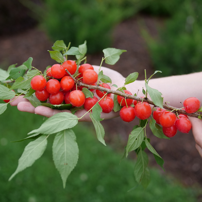 Bush Cherry - EASY AS PIE