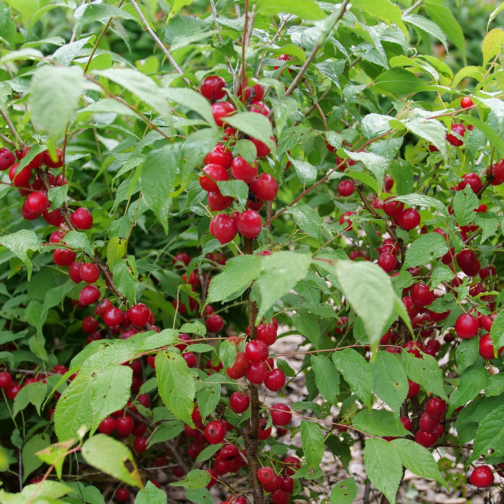 Bush Cherry - EASY AS PIE