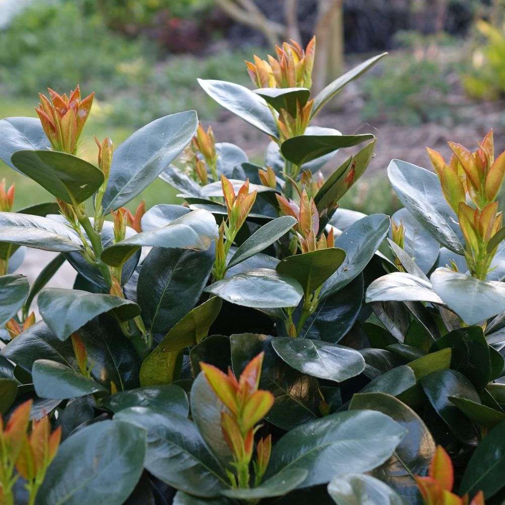Cherry Laurel - JADE TURTLE
