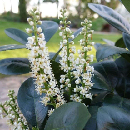 Cherry Laurel - JADE TURTLE