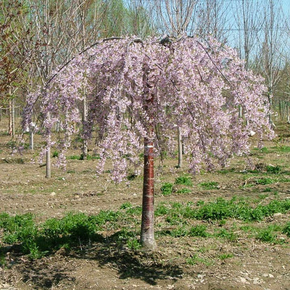 Weeping cherry - PINK SNOW SHOWERS