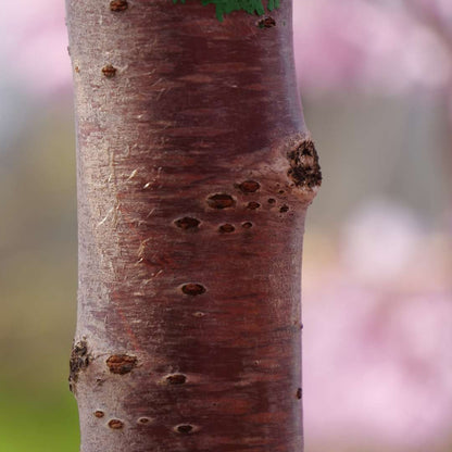 Weeping cherry - PINK SNOW SHOWERS