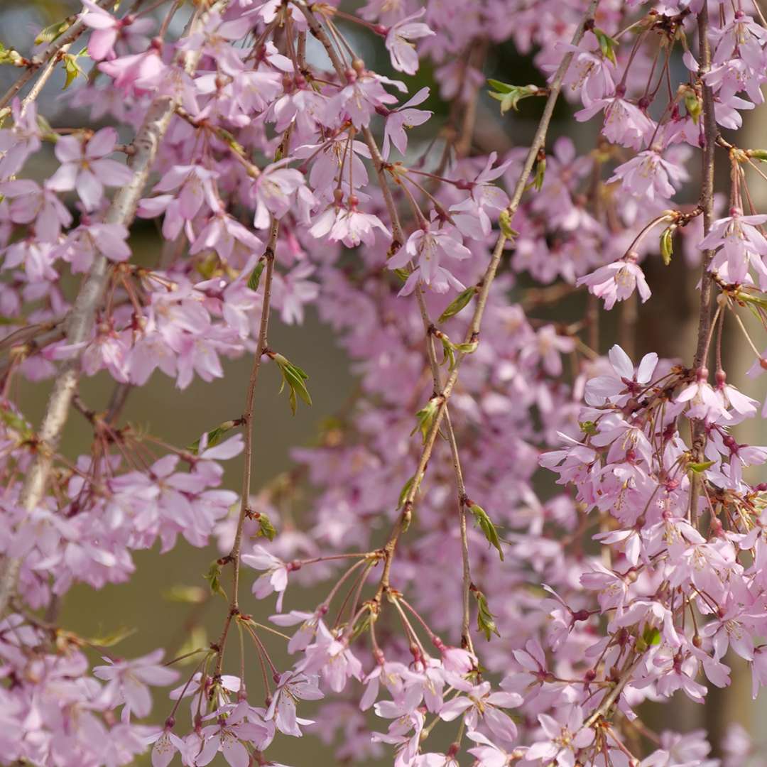 Weeping cherry - PINK SNOW SHOWERS