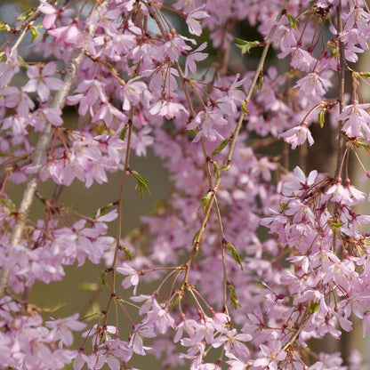 Weeping cherry - PINK SNOW SHOWERS