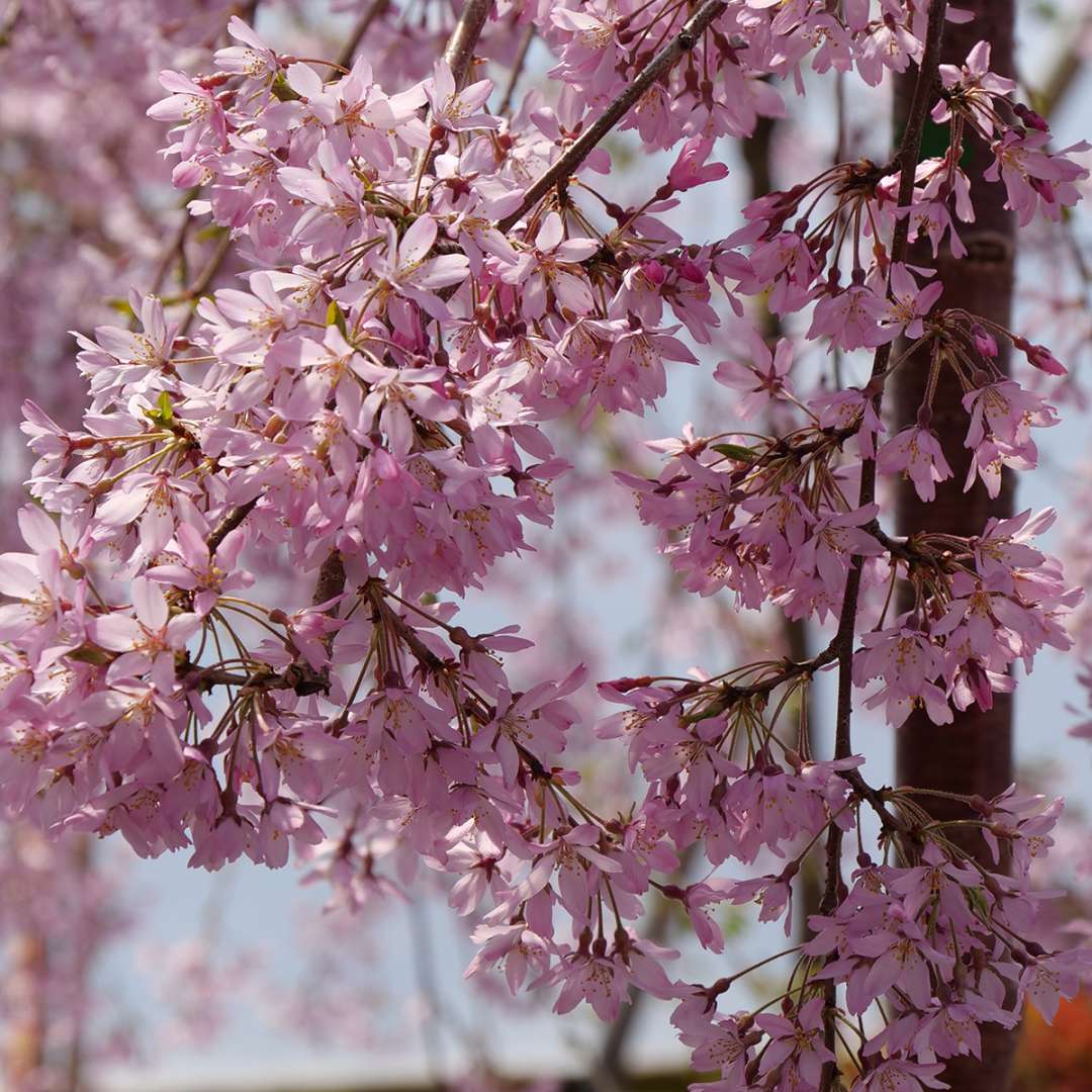 Weeping cherry - PINK SNOW SHOWERS