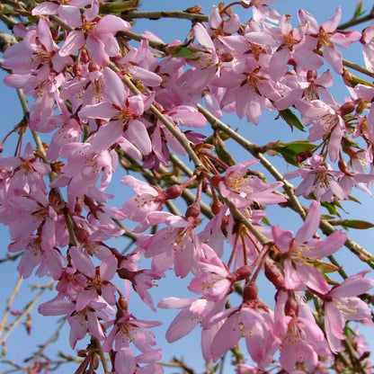 Weeping cherry - PINK SNOW SHOWERS