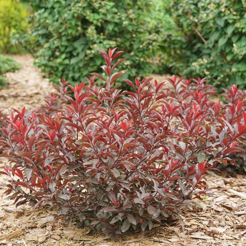 Purple leaf sand cherry - STAY CLASSY