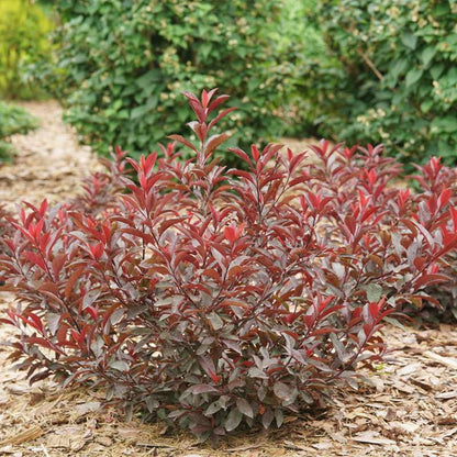 Purple leaf sand cherry - STAY CLASSY